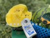 🛵【奶油黄心西瓜】💛超薄皮冰淇淋西瓜🍉🍉🍉单颗约 2.2-2.5Kg 商品缩略图7