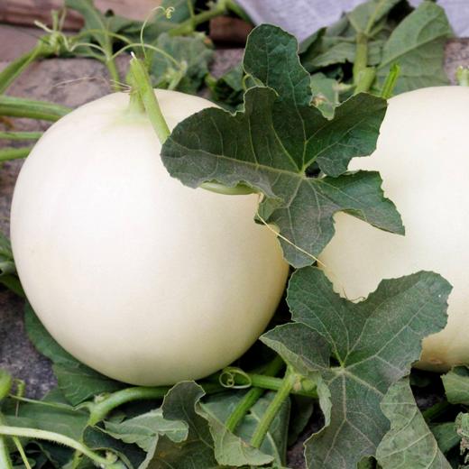 头茬阎良甜瓜 | 山人优选，产地头茬瓜，果肉细腻、清新多汁、甜而不腻 商品图4