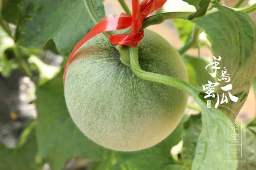 【半岛蜜瓜 48小时发货 礼盒装】北纬37°黄金地域，一藤一瓜，精美纹路，口感细腻，绵糯香甜，奶香馥郁 商品图5