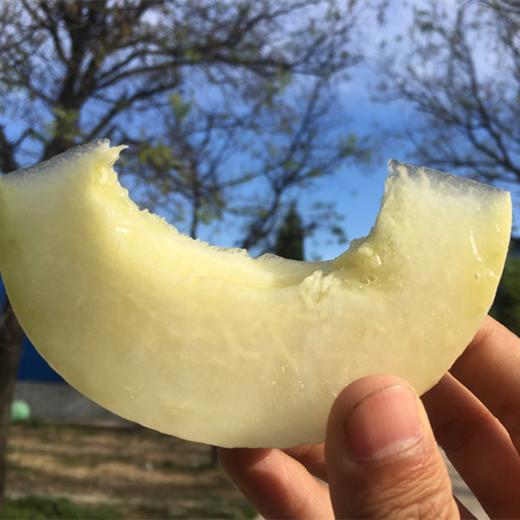 头茬阎良甜瓜 | 山人优选，产地头茬瓜，果肉细腻、清新多汁、甜而不腻 商品图1