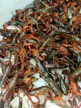 中青虾，1斤适合 口味虾 虾尾 ，21一23只