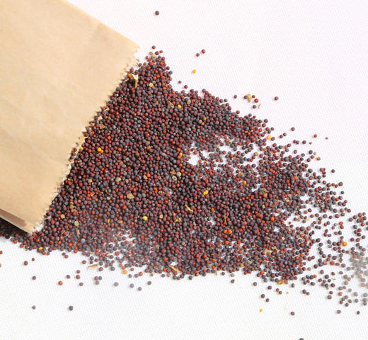 星际-蔬菜种子 商品图1