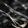 单株凰馨古茶【老班章-单株】普洱茶生茶单株古树纯料200g 商品缩略图3