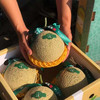 海南牛3玫珑瓜 商品缩略图3