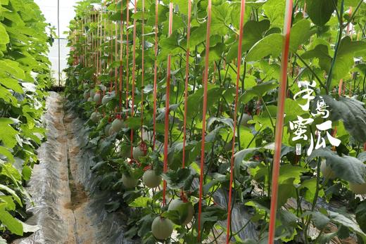 【半岛蜜瓜 48小时发货 礼盒装】北纬37°黄金地域，一藤一瓜，精美纹路，口感细腻，绵糯香甜，奶香馥郁 商品图4