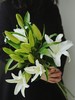 【周四秒杀】多头香水百合3枝29.8元  商品缩略图0