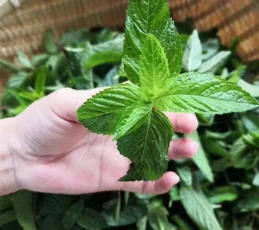 新鲜蒸馏的薄荷纯露调理皮肤水油 舒敏 修护痘痘粉刺 商品图3