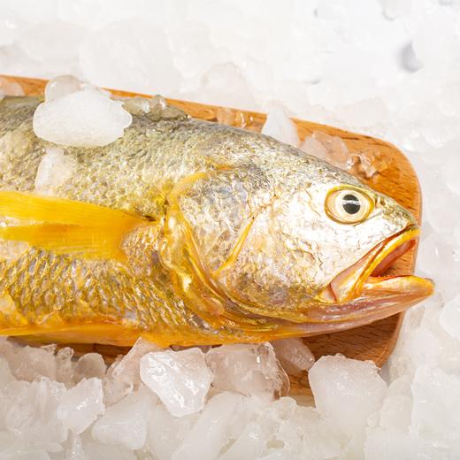 350~450g单条 精品大黄鱼 野生海捕 液氮速冻 商品图1