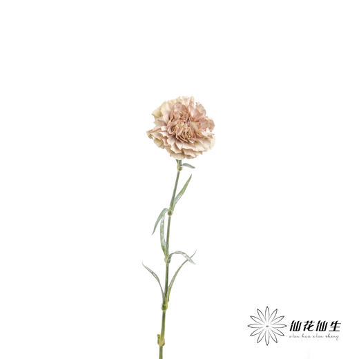 单头康乃馨 | 爱情古巴【容易焦边】 商品图5