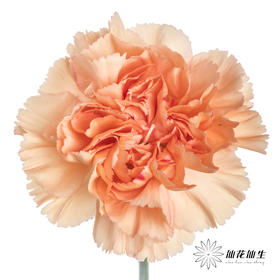 单头康乃馨 | 橙亿(季节原因,颜色偏淡,介意慎拍)