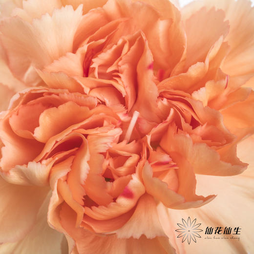 单头康乃馨 | 橙亿(季节原因,颜色偏淡,介意慎拍) 商品图3