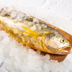 350~450g单条 精品大黄鱼 野生海捕 液氮速冻