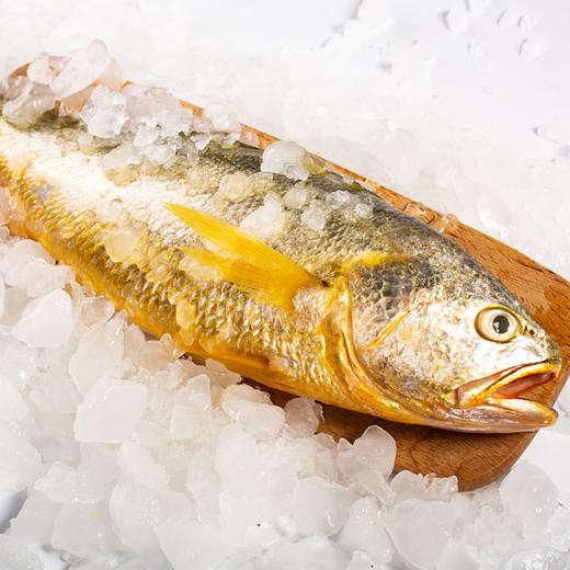 350~450g单条 精品大黄鱼 野生海捕 液氮速冻 商品图0