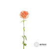 单头康乃馨 | 橙亿(季节原因,颜色偏淡,介意慎拍) 商品缩略图4