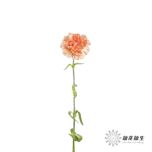 单头康乃馨 | 橙亿(季节原因,颜色偏淡,介意慎拍) 商品图4