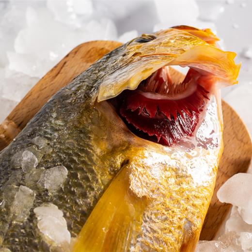 350~450g单条 精品大黄鱼 野生海捕 液氮速冻 商品图2