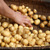 🥔恩施 · 富硒 · 小土豆 商品缩略图2