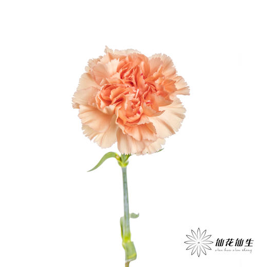 单头康乃馨 | 橙亿(季节原因,颜色偏淡,介意慎拍) 商品图2