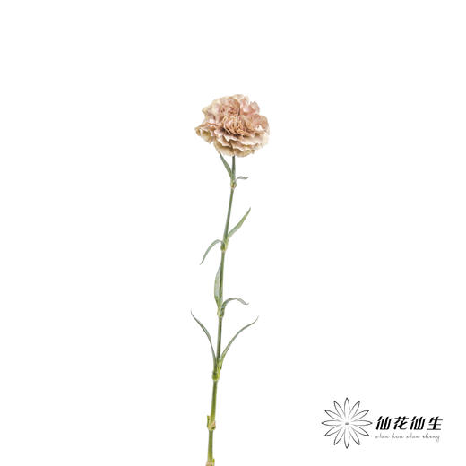 单头康乃馨 | 爱情古巴【容易焦边】 商品图4