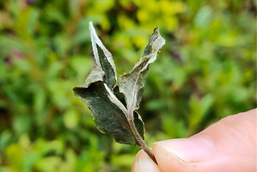 【花香白茶】雨林混生，活性蜜韵，晒出来的天然花果甜香（250g） 商品图0