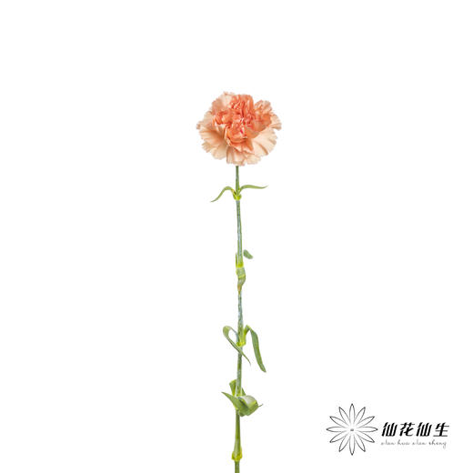 单头康乃馨 | 橙亿(季节原因,颜色偏淡,介意慎拍) 商品图6