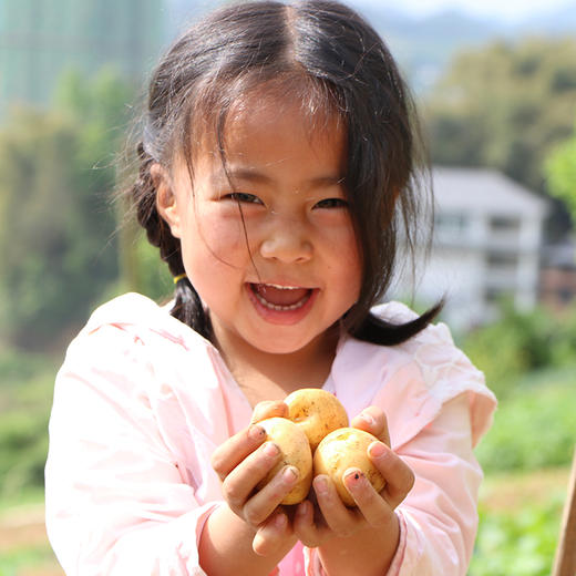 🥔恩施 · 富硒 · 小土豆 商品图5