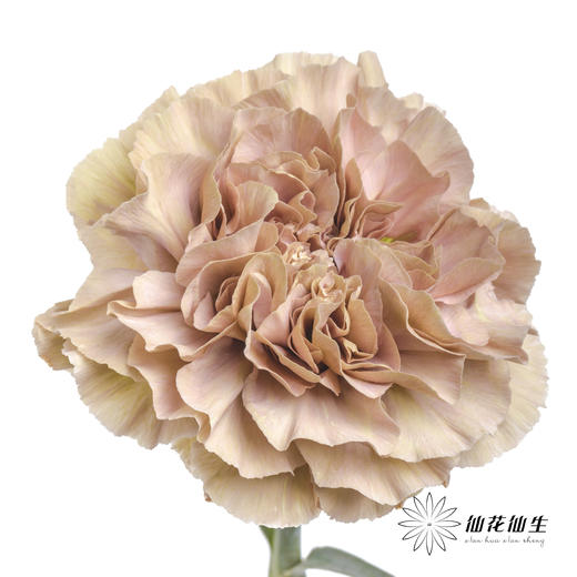 单头康乃馨 | 爱情古巴【容易焦边】 商品图1