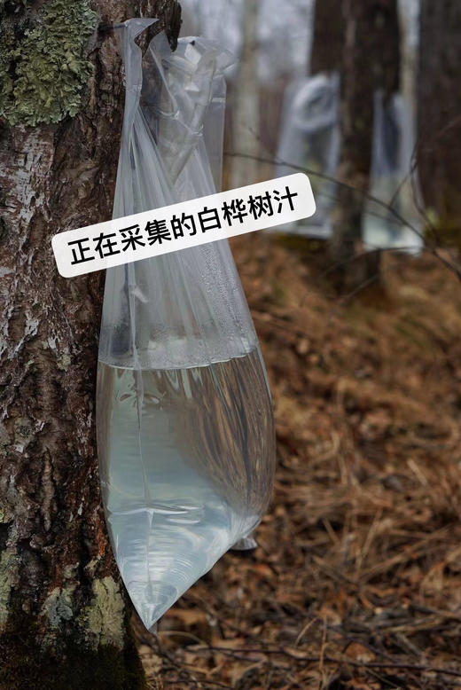 【白桦树汁补水保湿喷雾】含量高达97%　亭亭白桦　天然小分子补水祛痘印植物精华 商品图1