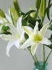 【周四秒杀】多头香水百合3枝29.8元  商品缩略图2