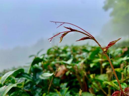 自然疗法 ︳爷爷奶奶无法理解的两个疗法 商品图0