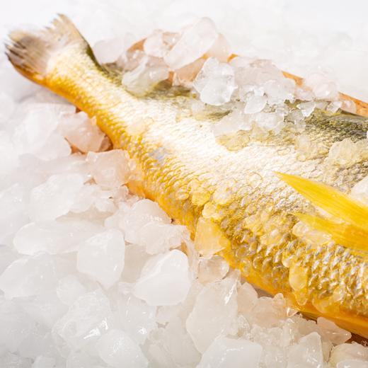 350~450g单条 精品大黄鱼 野生海捕 液氮速冻 商品图3