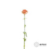 单头康乃馨 | 橙亿(季节原因,颜色偏淡,介意慎拍) 商品缩略图5