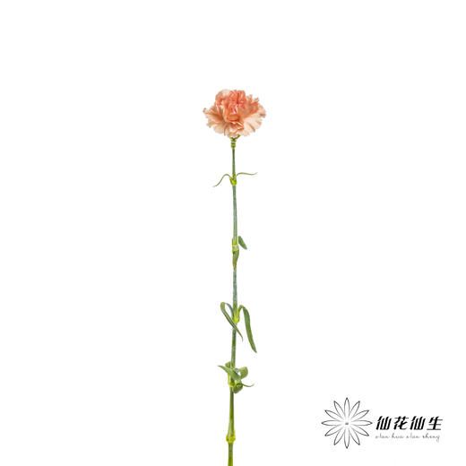 单头康乃馨 | 橙亿(季节原因,颜色偏淡,介意慎拍) 商品图5