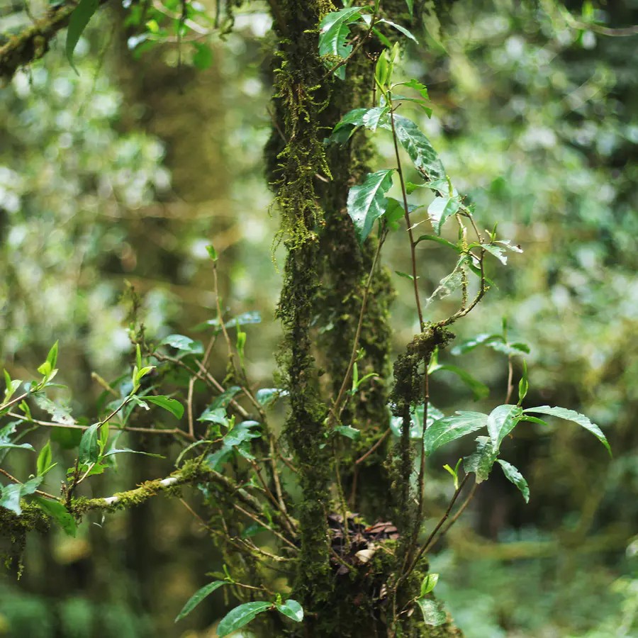 永德大雪山原始森林千年古树野生红茶香甜野韵2021春85g