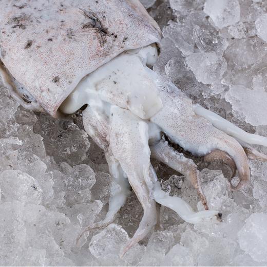 至鲜墨鱼400g/只  乌贼墨斗鱼 厚实脆嫩 爽口鲜甜 商品图2