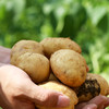 🥔恩施 · 富硒 · 小土豆 商品缩略图3
