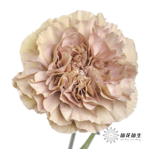 单头康乃馨 | 爱情古巴【容易焦边】 商品图0