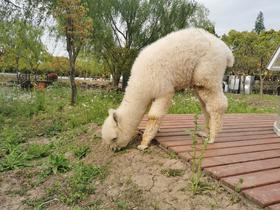 生命农场的动物朋友们