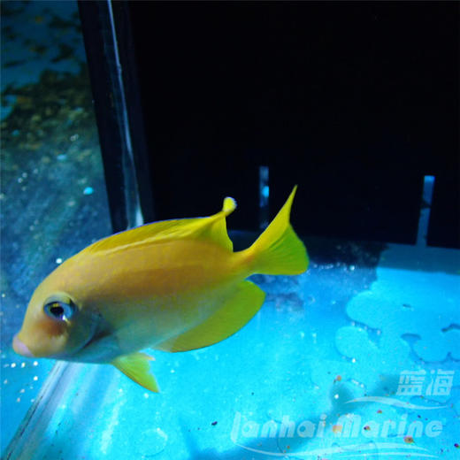 蓝嘴吊 幼鱼 商品图2