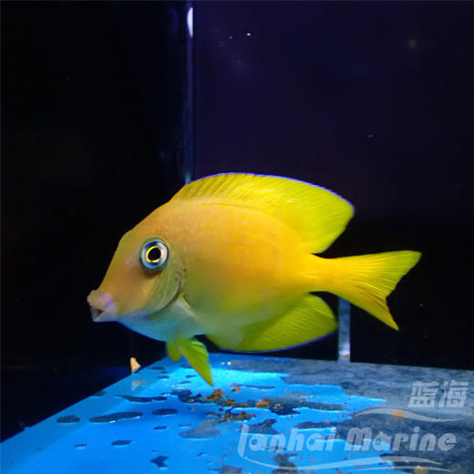 蓝嘴吊 幼鱼 商品图4