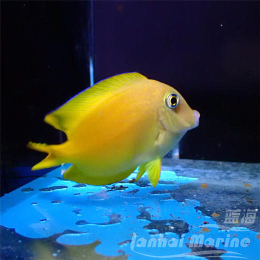 蓝嘴吊 幼鱼 商品图5