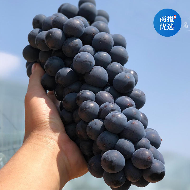 玫瑰香云南正宗黑蜜葡萄应季孕妇水果净重3~3.5斤