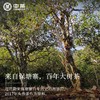 中粮-中茶2017年（生茶饼）茗山系列保塘大树云南名山名寨勐海县勐宋乡保塘村357g/饼 /云南干仓直发 商品缩略图3
