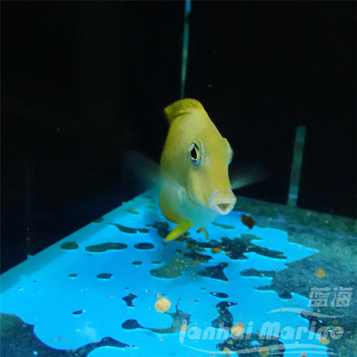 蓝嘴吊 幼鱼 商品图6