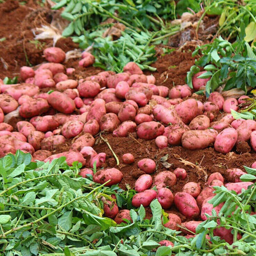 【社群】云南红皮黄心小土豆|口感糯面|皮薄易剔|营养丰富|新鲜农家自种 商品图7