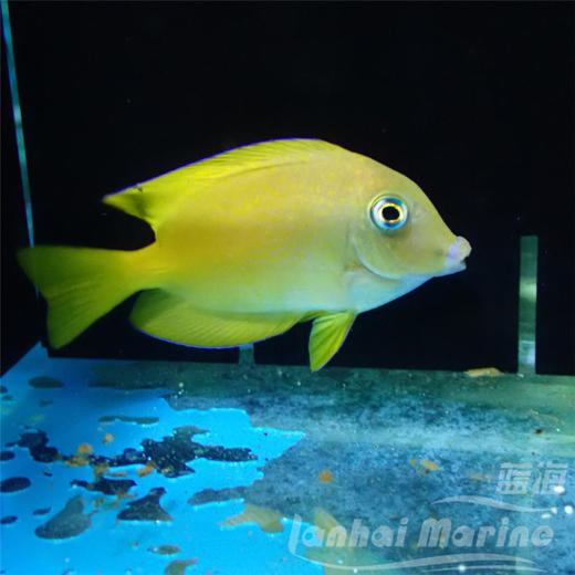 蓝嘴吊 幼鱼 商品图1