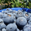 【云南抚仙湖花香蓝莓•顺丰空运】高原露天蓝莓 果肉肥厚 脆甜带花香 4盒装 商品缩略图0