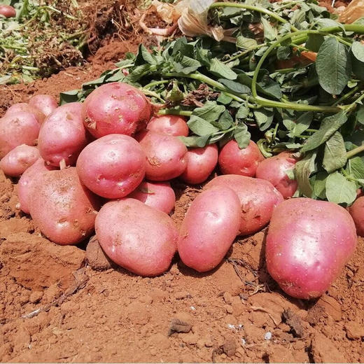 【社群】云南红皮黄心小土豆|口感糯面|皮薄易剔|营养丰富|新鲜农家自种 商品图6