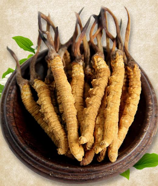 【新鲜·冬虫夏草】新鲜采挖、干净饱满、滋补养生，头茬鲜草预定中~~ 商品图0