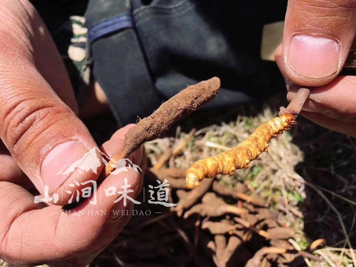 【新鲜·冬虫夏草】新鲜采挖、干净饱满、滋补养生，头茬鲜草预定中~~ 商品图2